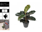 POTTED REAL TOUCH BURGUNDY RUBBER PLANT 36CM