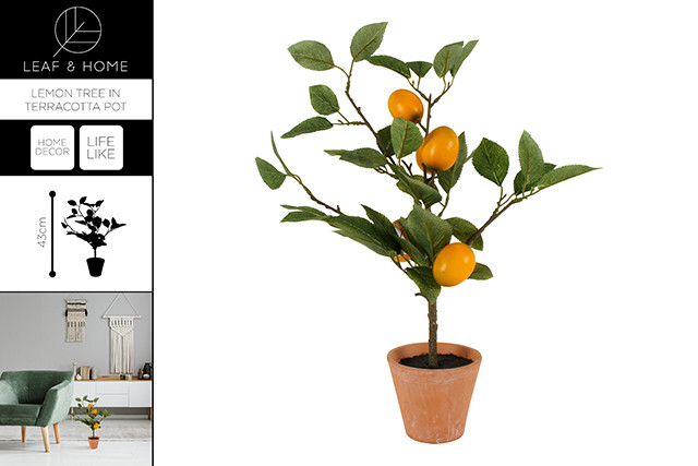 LEMON TREE IN TERRACOTTA POT 43 CM