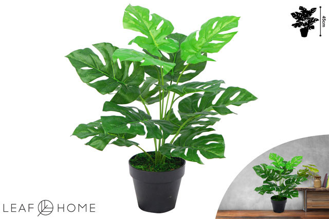 MONSTERA PLANT IN PLASTIC POT 45CM